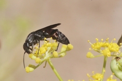 Aporus bicolor