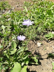 Cichorium intybus