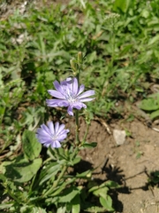 Cichorium intybus
