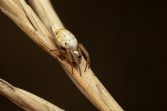 Hypsosinga albovittata