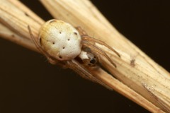 Hypsosinga albovittata