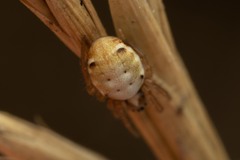 Hypsosinga albovittata