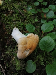 Hydnum repandum