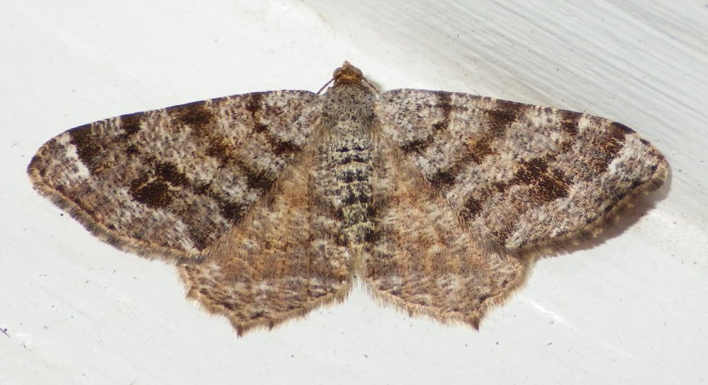 Six-spotted Angle