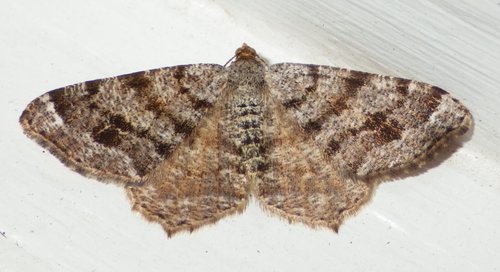 Six-spotted Angle