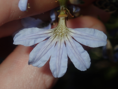Scaevola porocarya, 2022-07-18
