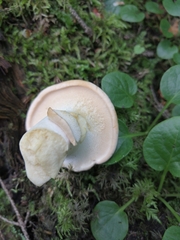 Hydnum repandum