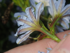 Scaevola globulifera