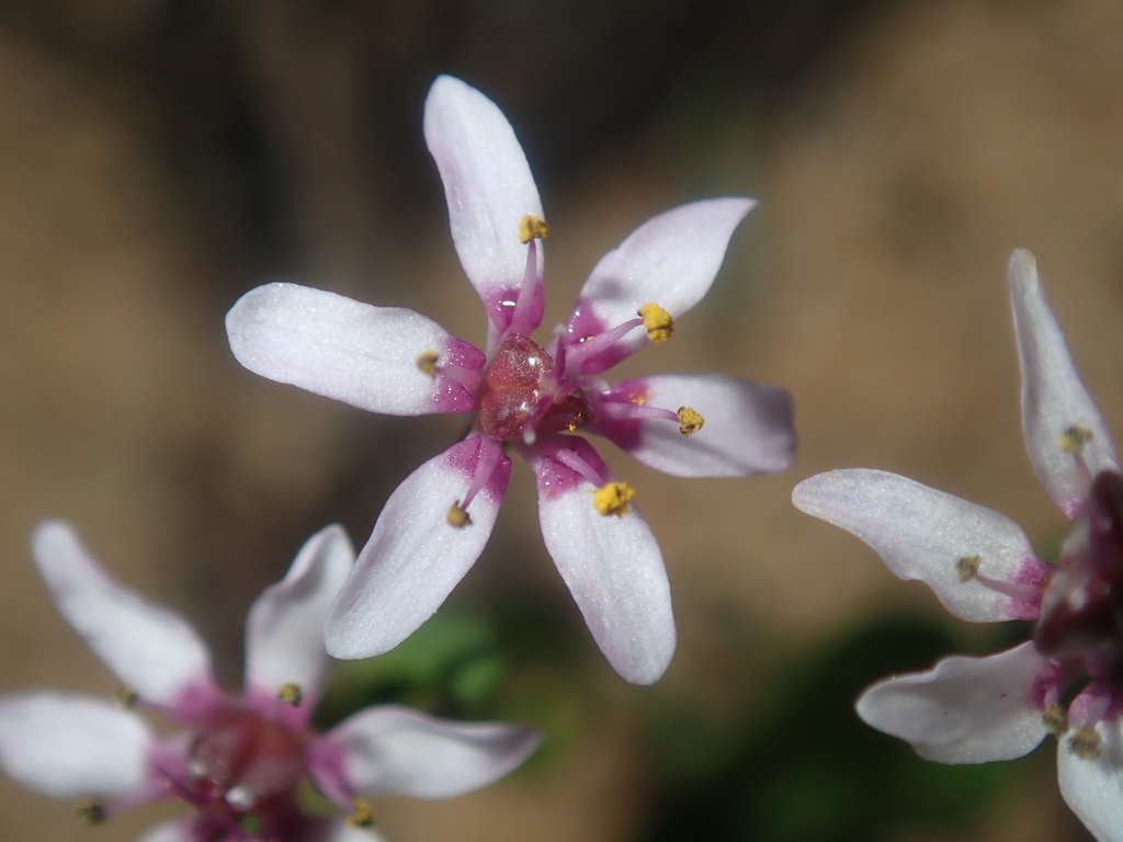 Wurmbea monantha