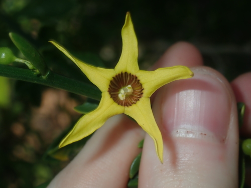 Image of Anthocercis ilicifolia by (c) Thomas Mesaglio, some rights reserved (CC BY)