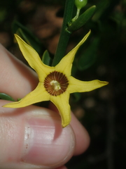 Anthocercis ilicifolia