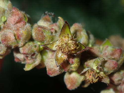 Image of Adriana tomentosa by (c) Thomas Mesaglio, some rights reserved (CC BY)