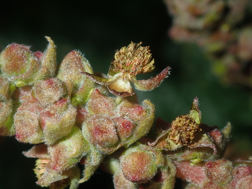 Image of Adriana tomentosa by (c) Thomas Mesaglio, some rights reserved (CC BY)