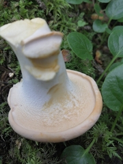 Hydnum repandum