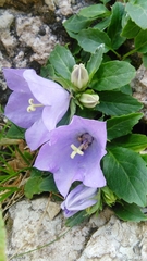 Campanula raineri