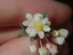 Phyllanthus calycinus