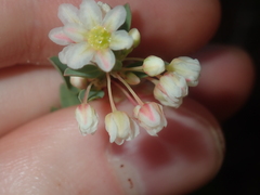 Phyllanthus calycinus