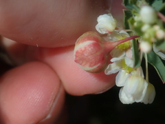 Phyllanthus calycinus