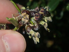 Stylobasium