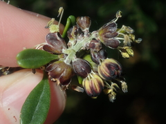 Stylobasium