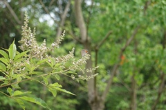 Satyrium grandis