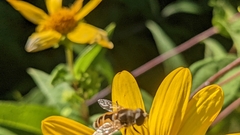 Eristalis arbustorum