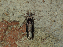 Pseudochelaria walsinghami