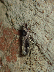 Pseudochelaria walsinghami