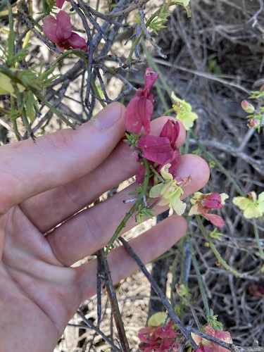 Image of Leschenaultia linarioides by (c) Thomas Mesaglio, some rights reserved (CC BY)