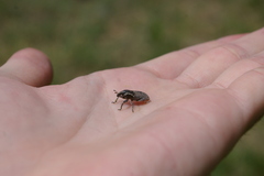 Coniocleonus pelletii