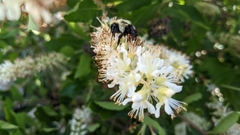 Bombus impatiens