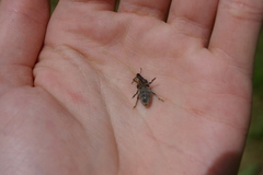 Coniocleonus pelletii