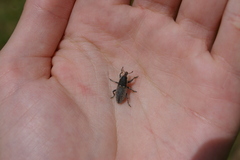 Coniocleonus pelletii