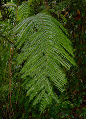 Cyathea rebeccae