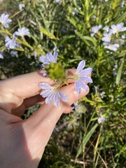 Scaevola globulifera