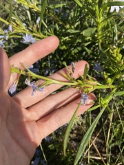 Scaevola globulifera