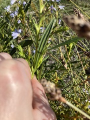Scaevola globulifera
