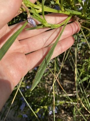 Scaevola globulifera
