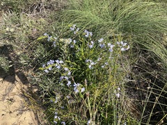Scaevola globulifera