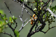 Eucerceris canaliculata