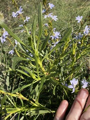 Scaevola globulifera