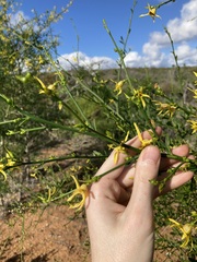 Anthocercis ilicifolia