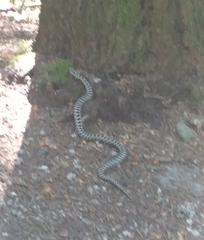 Vipera berus bosniensis