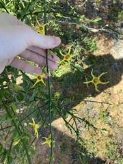 Anthocercis ilicifolia