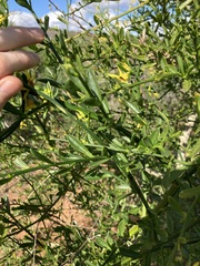 Anthocercis ilicifolia