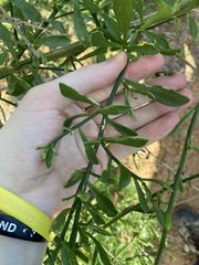 Anthocercis ilicifolia