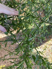 Anthocercis ilicifolia