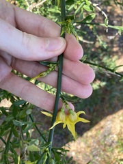 Anthocercis ilicifolia