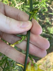 Anthocercis ilicifolia