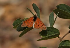 Acraea atolmis